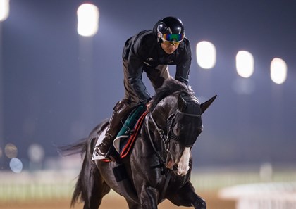 Erika Rasmussen Equinox (JPN) - Horse Profile - BloodHorse