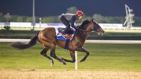 Country Grammer - Horse Profile - BloodHorse