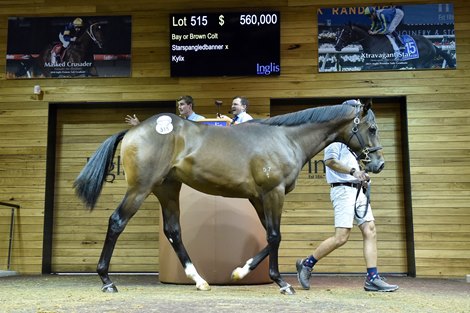 Banner Yearling Leads Return of Rosemont’s Star Sire Banner Yearling Leads Return of Rosemont’s Star Sire