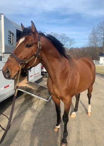 Texas Red Relocated to Ohio's Buckeye Stallion Station - BloodHorse