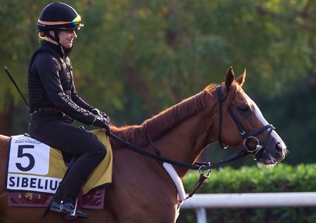 Sibelius and Chelsie Raabe stand out before training ahead of the Dubai Golden Shaheen at Meydan Racecourse