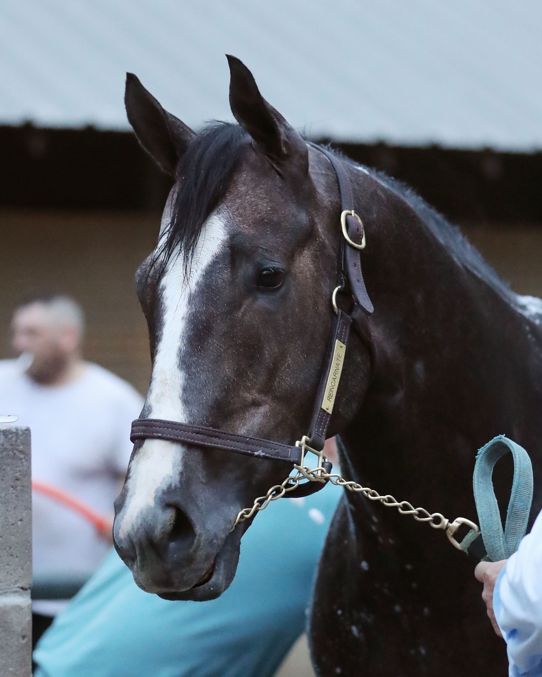 Reincarnate - Horse Profile - BloodHorse