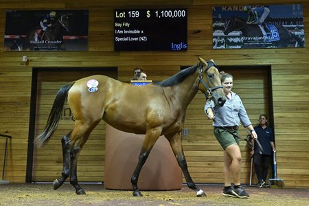 The I Am Invincible filly consigned as Lot 159 in the ring at the Inglis Premier Yearling Sale