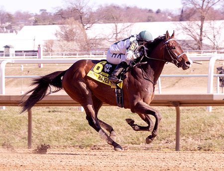 Hayes Strike wins the Private Terms Stakes at Laurel Park
