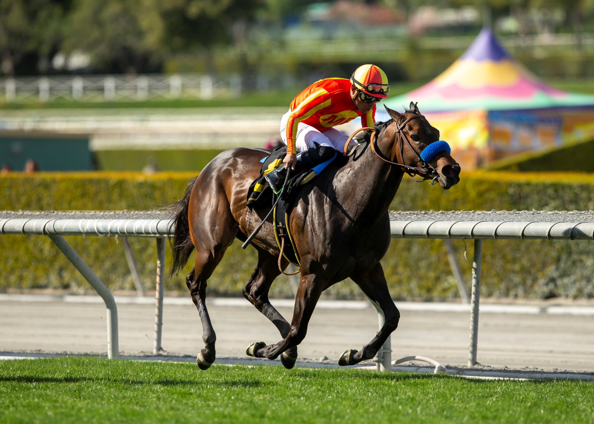 激安挑戦！！ Horse - Shiny and Fast Profile BloodHorse - その他