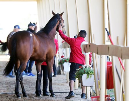Horses get topped off in the shedrow before showing 