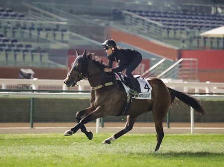 The Astrologist trains ahead of the Al Quoz Sprint at Meydan Racecourse