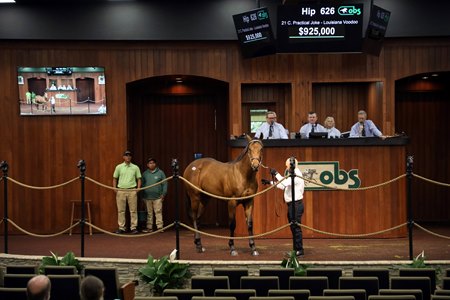 The Practical Joke colt consigned as Hip 626 in the ring at the OBS March 2-Year-Olds in Training Sale