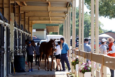 The OBS Spring Sale of 2-Year-Olds in Training begins April 25