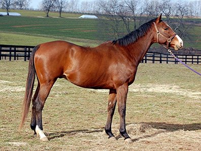 Multiple Grade 2 Winner Disturbingthepeace Dies at 25 - BloodHorse