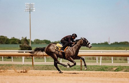 The Tapwrit filly consigned as Hip 167 breezes an eighth-mile in :09 4/5 during the under tack show