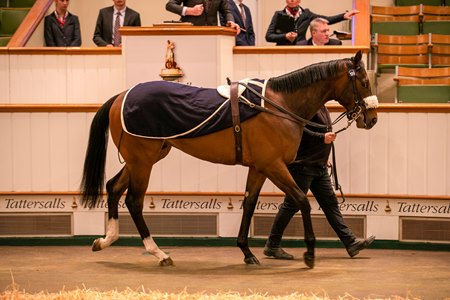 The co-sale topper Lot 199 by Blue Point in the ring at Tattersalls Craven Sale