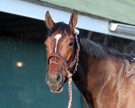 Wild On Ice Euthanized Following Derby Work