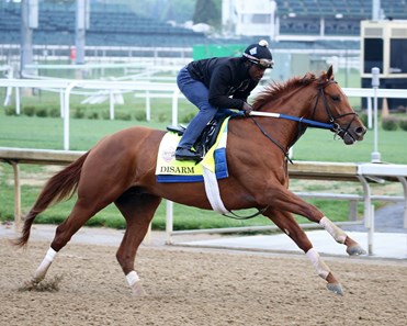 Disarm - Horse Profile - BloodHorse