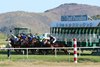 Luvluv wins the Wildcat Stakes on Saturday, April 15, 2023 at Turf Paradise