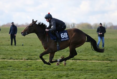 A 2-year-old breezes during the under tack show for the Tattersalls Craven Breeze Up Sale