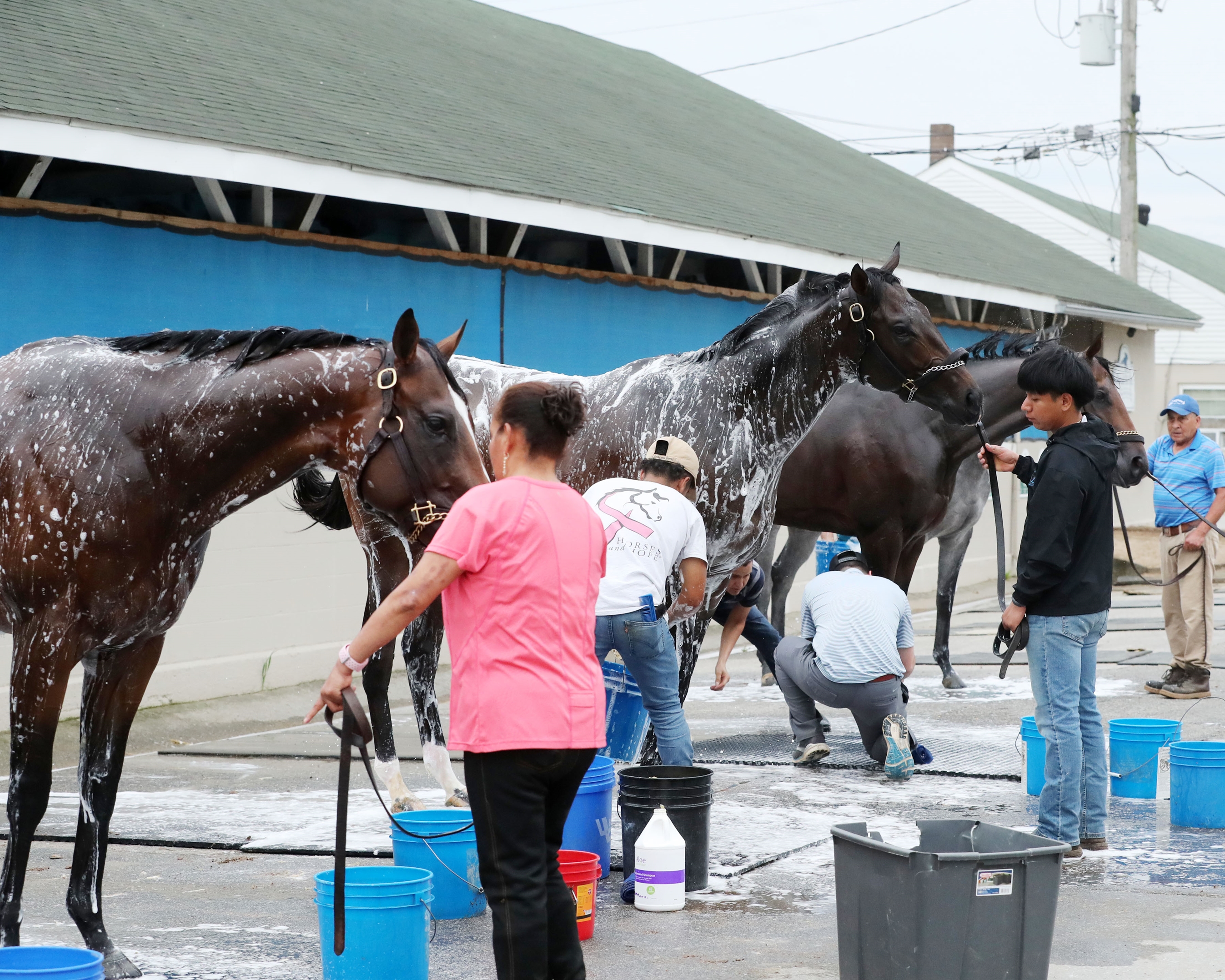 Jace's Road - Horse Profile - BloodHorse