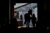 Training at Woodbine Racetrack on April 19, 2023
