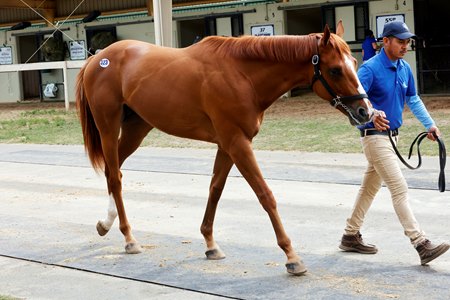The Good Magic colt consigned as Hip 323 at the OBS Spring Sale 