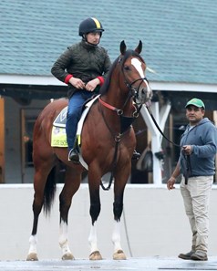 Cyclone Mischief - Horse Profile - BloodHorse