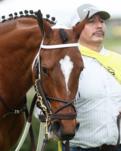 Clairiere - Horse Profile - BloodHorse