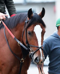 Cyclone Mischief - Horse Profile - BloodHorse