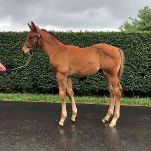 As a foal, eventual Santa Anita Derby winner Practical Move entered an uncertain world in the spring of 2020