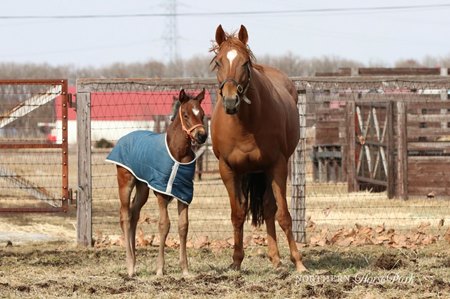 Swiss Skydiver and her 2023 Kingman filly at Northern Farm