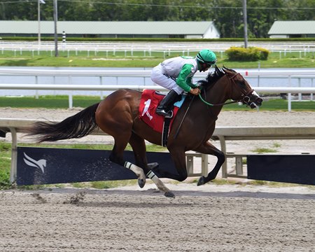 Arindel's homebred Reaper, shown here winning his debut April 21 at Gulfstream Park, is among eight Florida-breds entered in the inaugural Royal Palm turf sprint stakes for males and females.