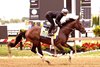 Blazing Sevens trains for the 2023 Preakness Stakes at Pimlico Race Course