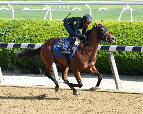 National Treasure Returns to Work Tab Ahead of Belmont - Vimarsana News