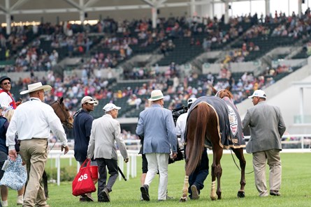 Mage - Horse Profile - BloodHorse