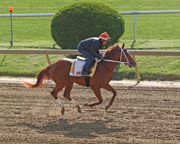 Mage - Horse Profile - BloodHorse