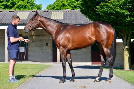 The sale-topping Zelzal colt consigned as Lot 79 at Tattersalls Ireland Goresbridge Breeze Up Sale