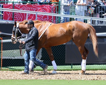 Phil Paddock Two Phil's - Horse Profile - BloodHorse
