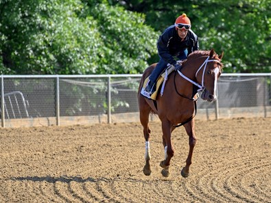 Mage - Horse Profile - BloodHorse