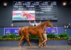 2023 Gold Coast National Yearling Sale, Lot 1452