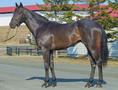 The Leontes colt consigned as Hip 49 in the HBA Training Sale of 2-Year-Olds