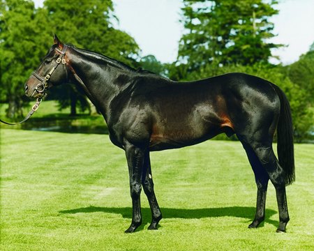 Kalanisi at Boardsmill Stud