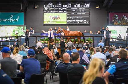 Forbidden Love consigned as Lot 568 in the ring at the Magic Millions National Broodmare Sale