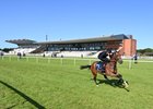 Tattersalls Ireland Goresbridge Breeze Up 2023, Scene