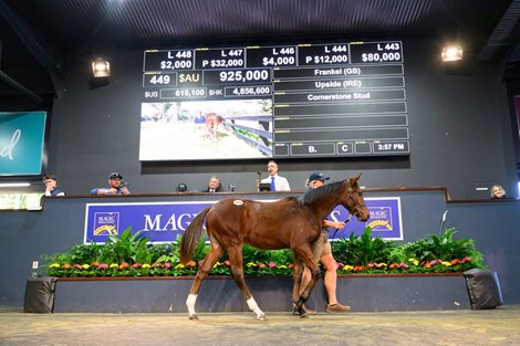 Frankel Colts Stellar Finish to National Weanling Sale