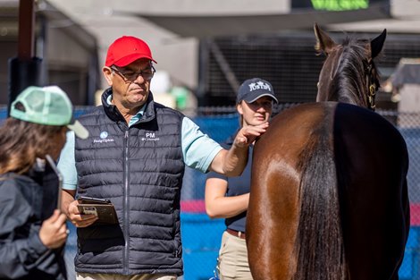 Magic Millions National Broodmare Sale Piping Hot Start