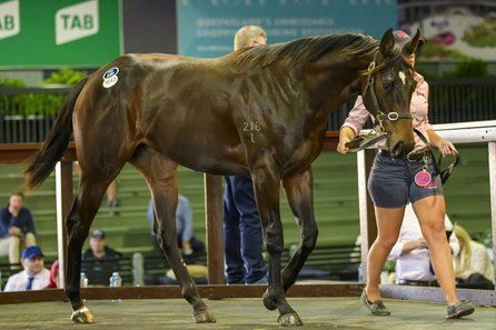 The Zoustar filly consigned as Lot 1643 in the ring at the Magic Millions National Yearling Sale