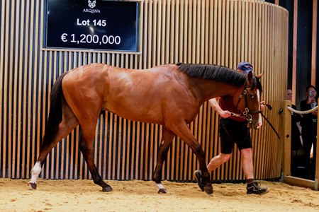 The Siyouni colt consigned as Lot 145 in the ring at the Arqana Breeze-Up Sale