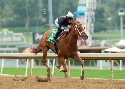 The Chosen Vron - Horse Profile - BloodHorse