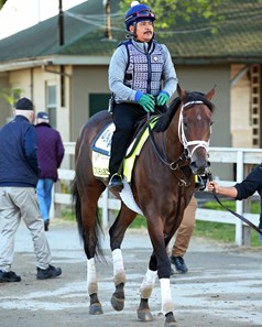 Kingsbarns - Horse Profile - Bloodhorse