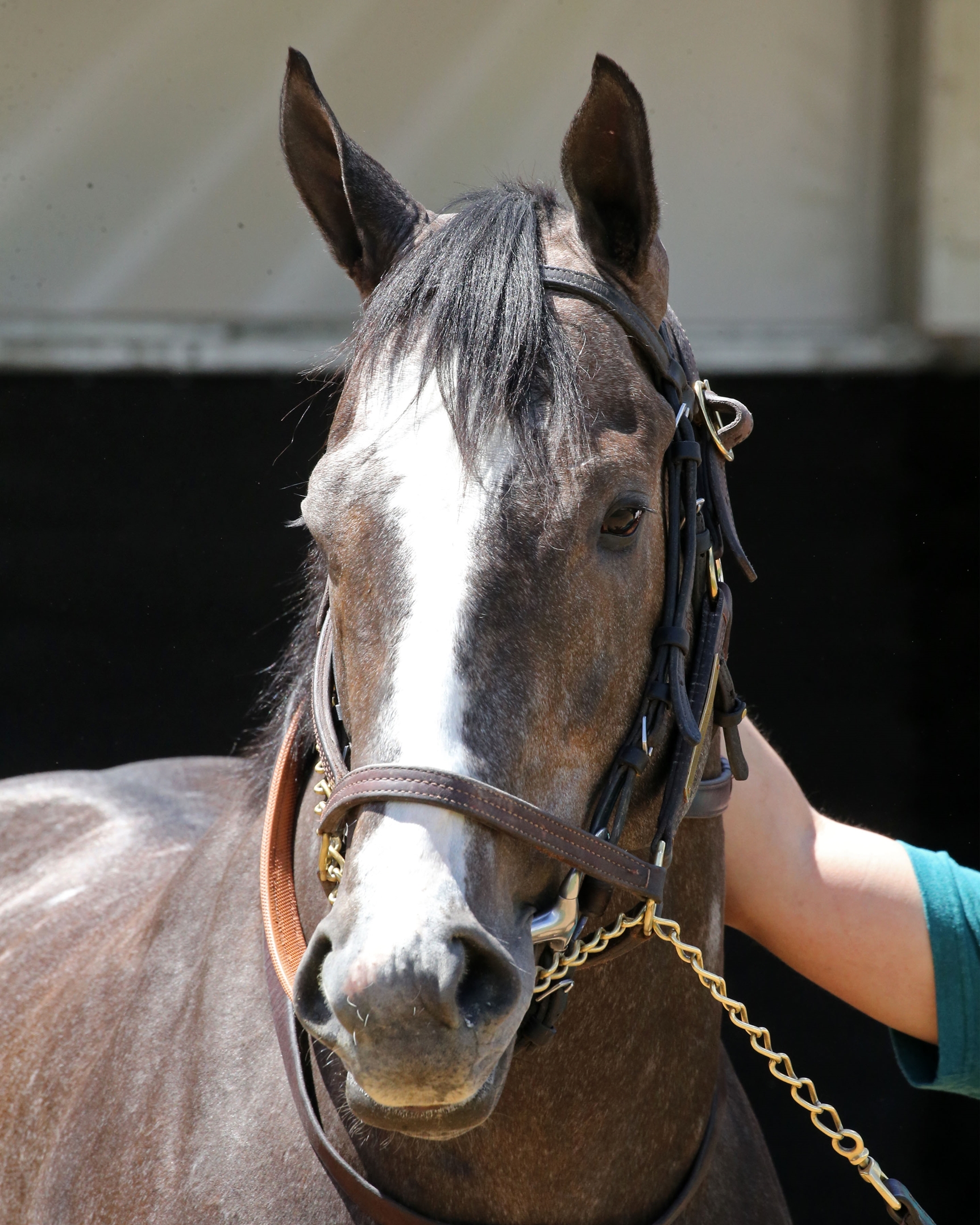 Reincarnate - Horse Profile - BloodHorse