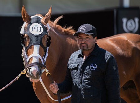Two Phil's schooling in the paddock May 2 at Churchill Downs 