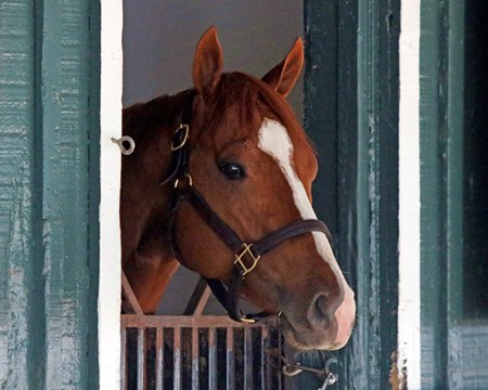 Mage with stitches above his right eye at Pimlico Race Course